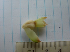 Costus comosus