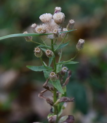 Erigeron acris kamtschaticus