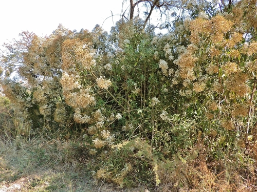 Vernonanthura polyanthes