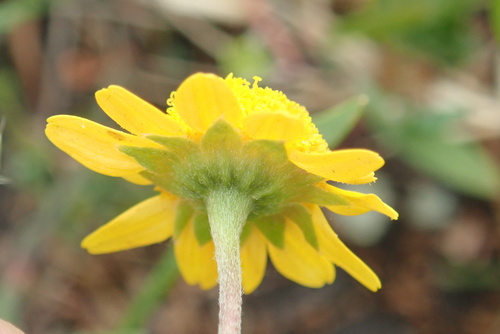 Contra Costa goldfields (Lasthenia conjugens)
