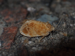 Narosa nigrisigna