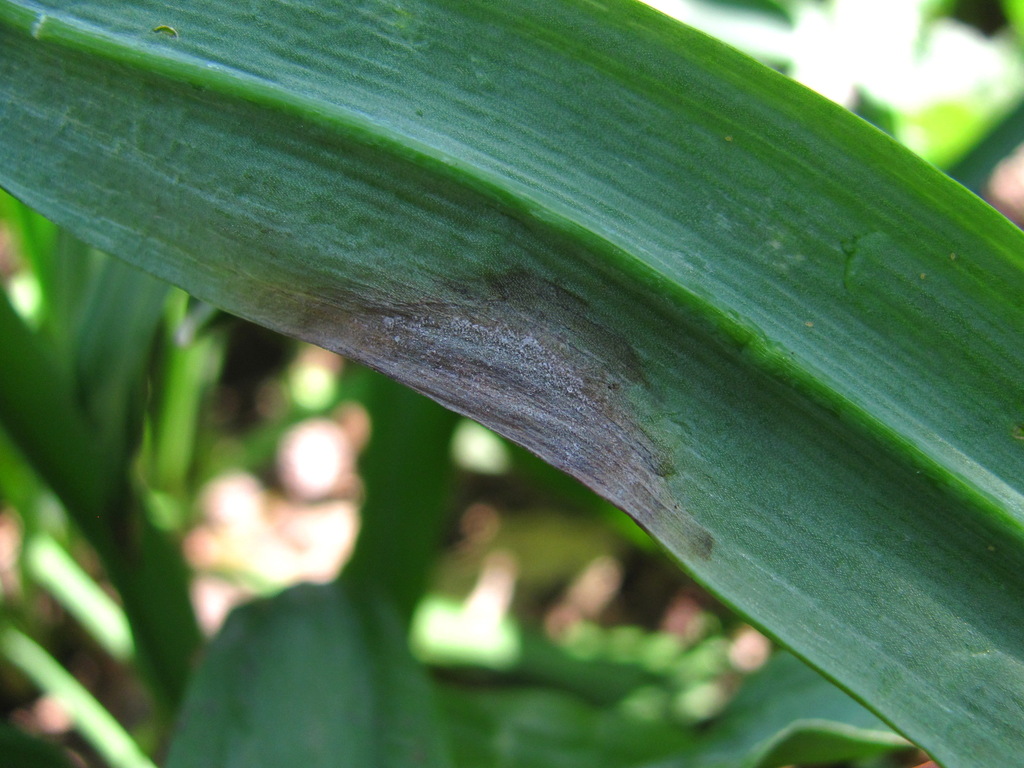 Ramularia septata