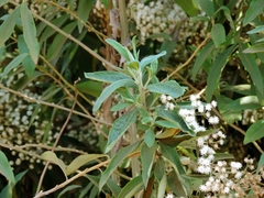 Vernonanthura polyanthes