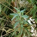 Vernonanthura polyanthes - Photo (c) i_c_riddell, algunos derechos reservados (CC BY), subido por i_c_riddell