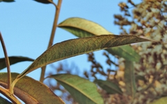 Vernonanthura polyanthes