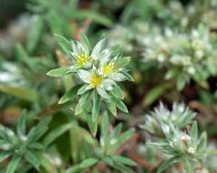 Paronychia argyrocoma