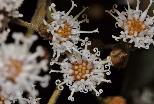 Vernonanthura polyanthes