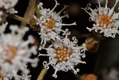 Vernonanthura polyanthes