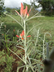 Castilleja lanata