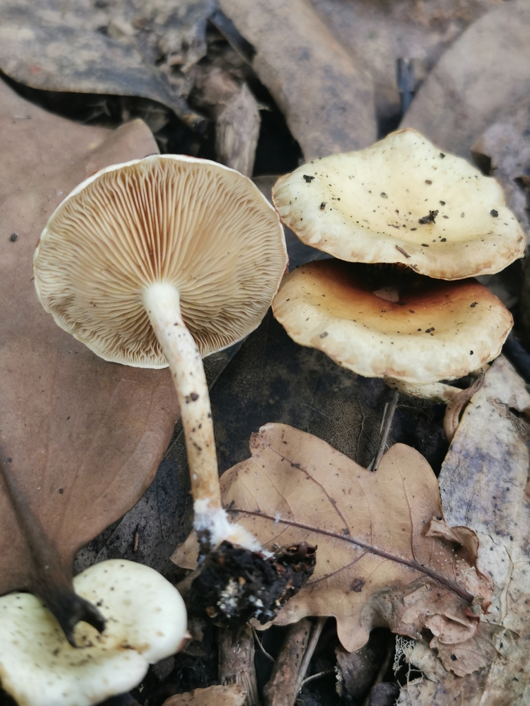 Pholiota gummosa · April 2025 · photo: © kizzie1 (iNaturalist, cc0)