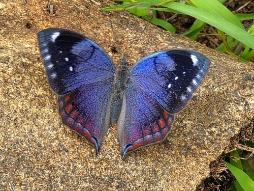 Jackson's Leaf Butterfly