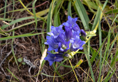 Gentiana decumbens