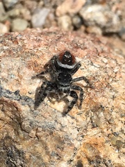 Phidippus tyrrelli