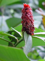 Costus lima