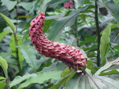 Costus lima