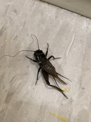 Gryllus texensis