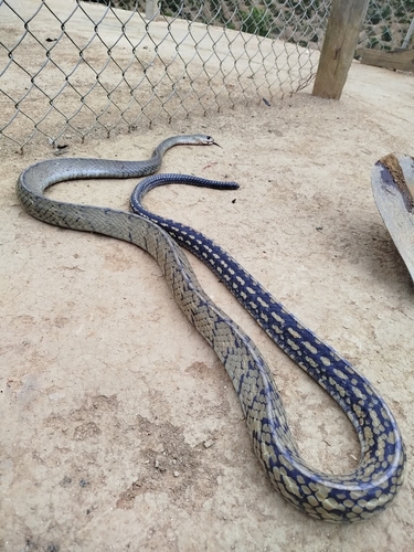 Keeled Rat Snake