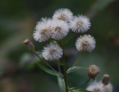 Erigeron acris kamtschaticus