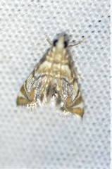 Eoparargyractis irroratalis