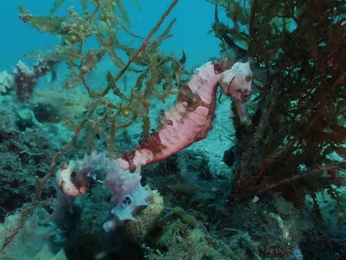 Hedgehog seahorse (Hippocampus spinosissimus) — Syngnathidae — 5