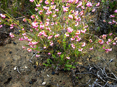 Erica brachycentra