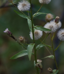 Erigeron acris kamtschaticus