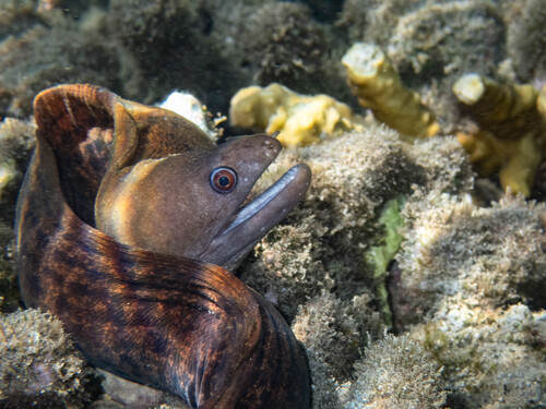 Buro moray (Gymnothorax buroensis) — Muraenidae