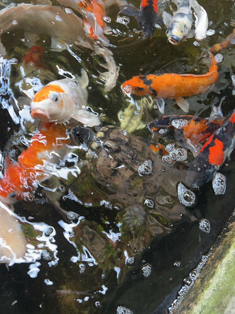 Koi (Cyprinus rubrofuscus)