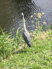 Ardea cinerea