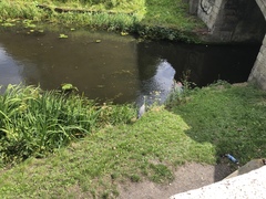 Ardea cinerea
