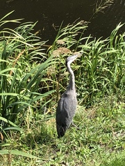 Ardea cinerea