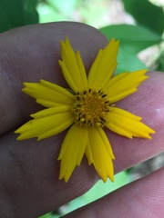 Coreopsis pubescens