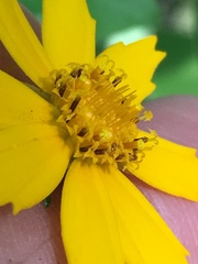 Coreopsis pubescens