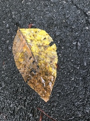 Magnolia acuminata