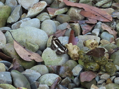 Seseria formosana