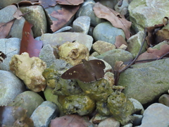 Seseria formosana