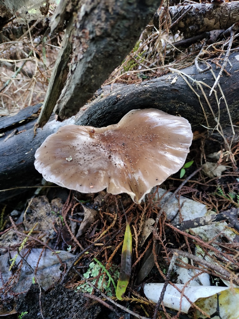 Pleurotus australis · April 2025 · photo: © bagels_nz (iNaturalist, cc0)