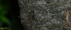 Loxoblemmus arietulus
