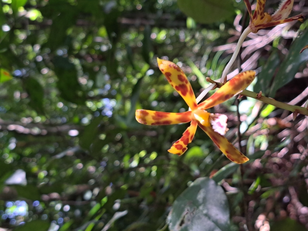 Dipodium fevrellii J.J.Sm.