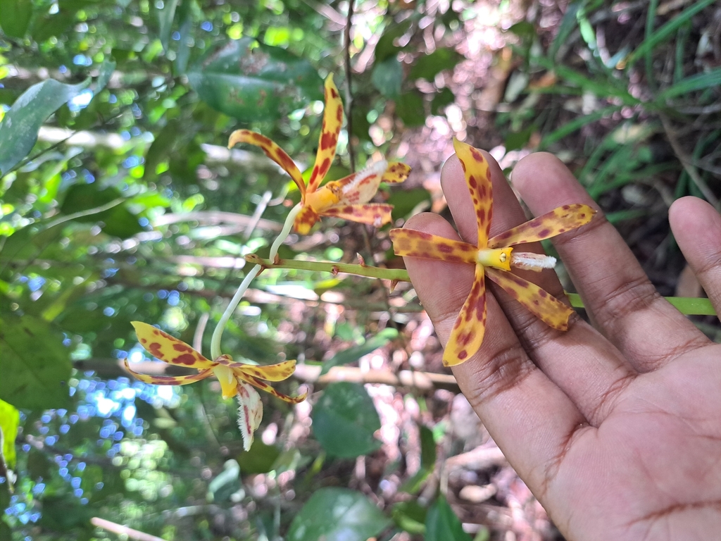 Dipodium fevrellii J.J.Sm. 2