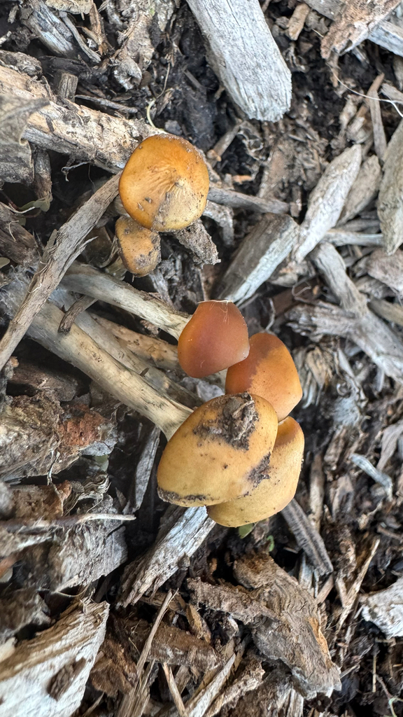 Psilocybe subaeruginosa · April 2025 · photo: © frankashwood (iNaturalist, cc-by)