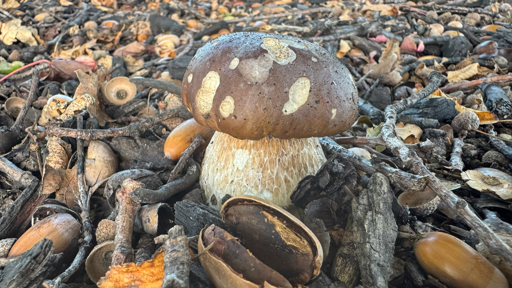 Boletus edulis · April 2025 · photo: © frankashwood (iNaturalist, cc-by)