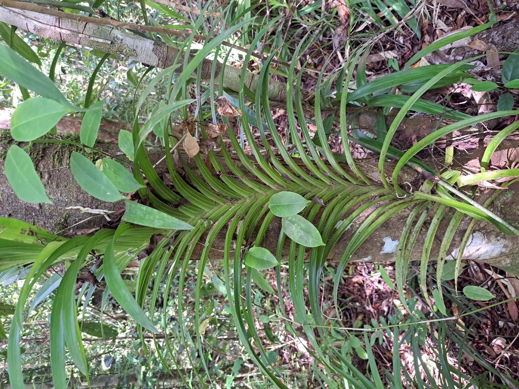 Dipodium fevrellii J.J.Sm. 3