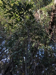 Syzygium francisii