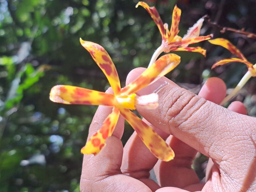 Dipodium fevrellii J.J.Sm. 4