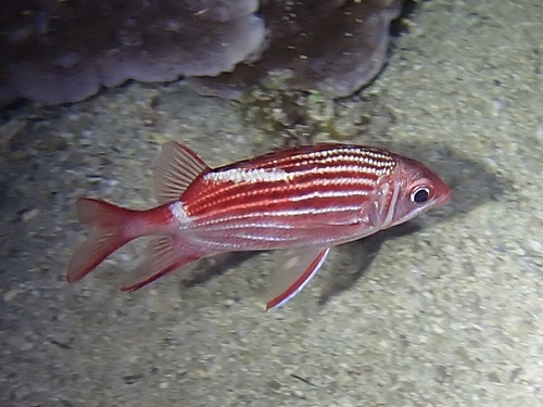 Crown squirrelfish