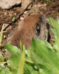 Thomomys monticola