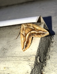 Caripeta angustiorata