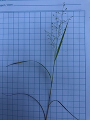 Eragrostis frankii