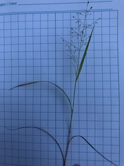 Eragrostis frankii